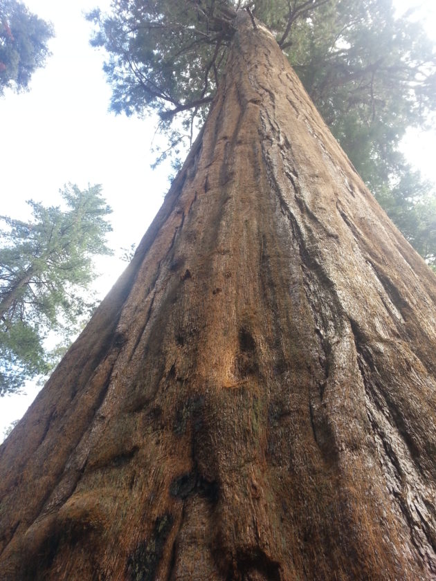 <img src=”Sequoia.jpg” alt=”セコイア国立公園の巨大杉”/>
