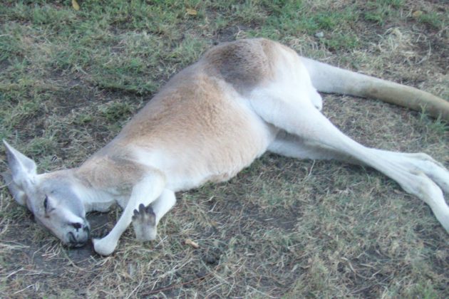 <img src=”Kangaroo.jpg” alt=”昼寝中のおっさんみたいなカンガルー”/>